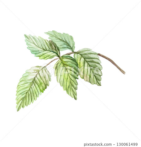 Green raspberry leaf watercolor. Hand drawn botanical illustration of branch isolated. Bright berry clipart for food and cosmetic labels and packages. 130061499