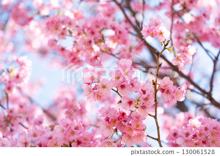 Closed up background of pink color flower sakura (cherry) blossom Closed up background of pink color flower sakura (cherry) blossom 130061528