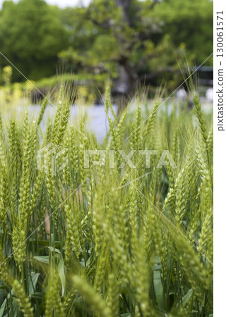 麥穗越來越大 麥穗越來越大 130061571