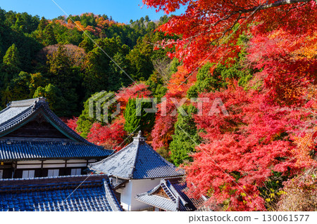 Yokokuji Temple in autumn, surrounded by autumn leaves 130061577