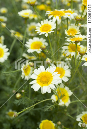 Chrysanthemum flowers are in bloom. Chrysanthemum flowers are in bloom. 130061615