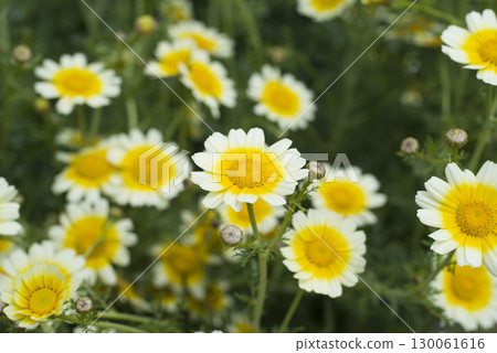 Chrysanthemum flowers are in bloom. Chrysanthemum flowers are in bloom. 130061616