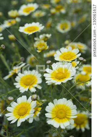 菊花盛開。 130061617