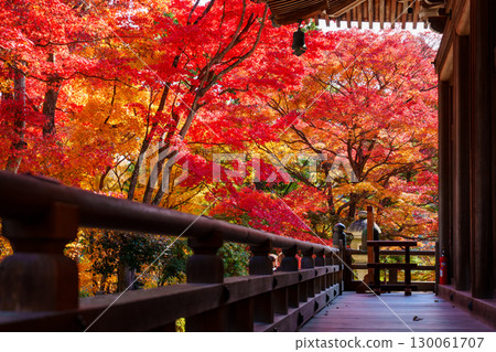 橫國寺內殿被秋葉環繞 130061707