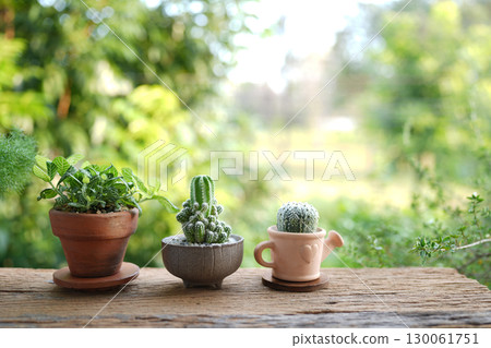 cactus and  Fittonia albivenis plant line up on a rustic table 130061751