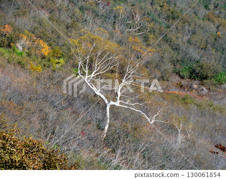White tree White tree 130061854