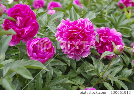 Pink peonies are blooming in the peony garden. 130061913