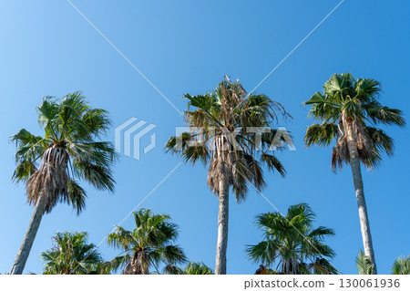 Palm trees shining in the blue sky Palm trees shining in the blue sky 130061936