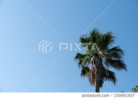Palm trees shining in the blue sky 130061937