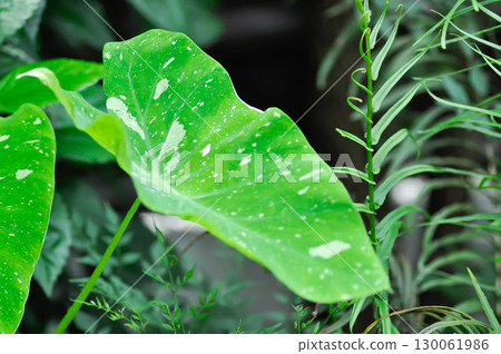 Colocasia milky way or Colocasia variegated or bicolor plant 130061986