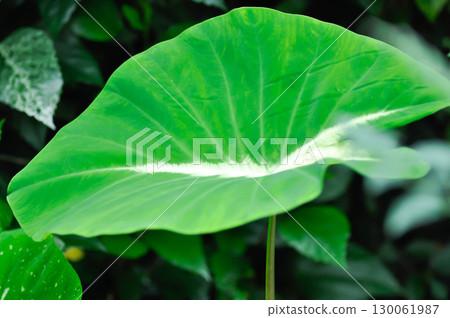 Colocasia variegated, Colocasia esculenta Nancys Revenge or colocasia nancys revenge 130061987