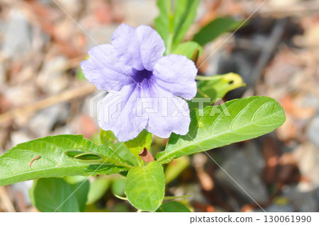 Hygrophila erecta, Purple petunia or Wild Petunia or Waterkanon, Watrakanu or Minnieroot or Iron root or purple flower Hygrophila erecta, Purple petunia or Wild Petunia or Waterkanon, Watrakanu or Minnieroot or Iron root or purple flower 130061990