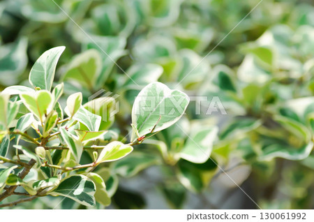Mistletoe Fig, Mistletoe Rubber Plant or Ficus deltoidea or Ficus deltoidea Jack f variegata or MORACEAE Mistletoe Fig, Mistletoe Rubber Plant or Ficus deltoidea or Ficus deltoidea Jack f variegata or MORACEAE 130061992
