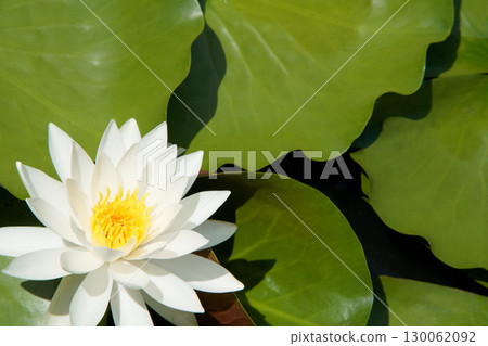 White water lily flower 130062092