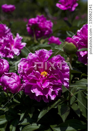 Reddish-purple peony flowers are blooming in the peony garden. 130062141