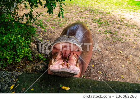 The hippopotamus is opening its mouth to eat food. 130062266