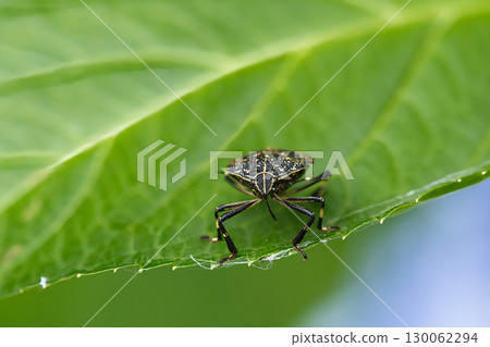 一隻斑點臭蟲在葉子上休息 130062294