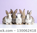 Lots of cute pictures of baby rabbits 130062418