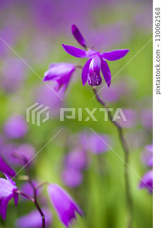 紫色的花開在公園裡。這朵花的名字是Shiran。 紫色的花開在公園裡。這朵花的名字是Shiran。 130062568