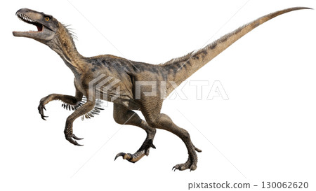 Velociraptor isolated on transparent PNG background Velociraptor isolated on transparent PNG background 130062620