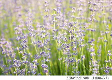 Focus on tender voilet lavender flowers, close up. Beautiful and odorous plant, oil industry 130062717