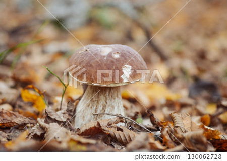 Big edible mushroom in leaves in late autumn, close up shot. Porcini cep growing in autumn birch and oak forest 130062728