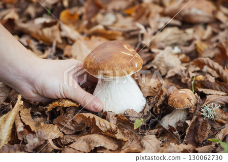Young beautiful cep with brown cap and thick white stipe between leaves in the forest. Small boletus and female hand near it, picking mushrooms 130062730