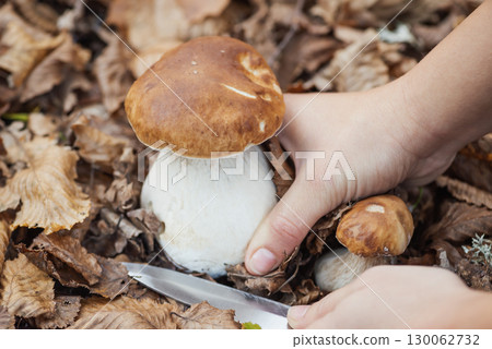 Female hands close up cut cep mushrooms in brown leaves. Autumn harvesting, picking mushrooms, food from wild nature 130062732