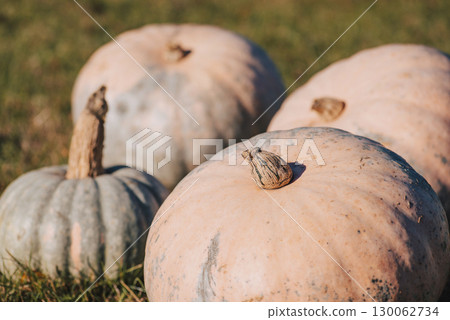 Close up of pumpkins on green grass in garden in fall, toned photo. Harvest of pumpkins in autumn Close up of pumpkins on green grass in garden in fall, toned photo. Harvest of pumpkins in autumn 130062734