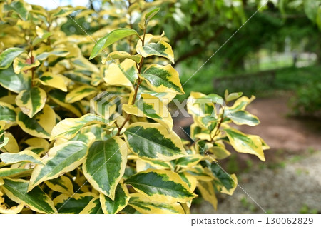 Elaeaceae (Elaeaceae) evergreen shrub 130062829