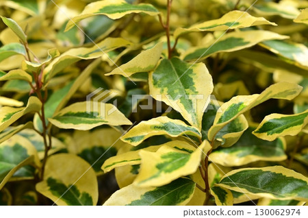 Elaeaceae (Elaeaceae) evergreen shrub 130062974