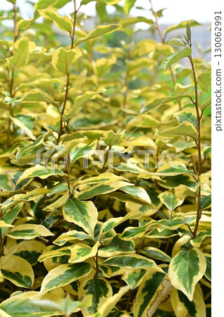 胡頹子科（Elaeaceae）常綠灌木 130062991