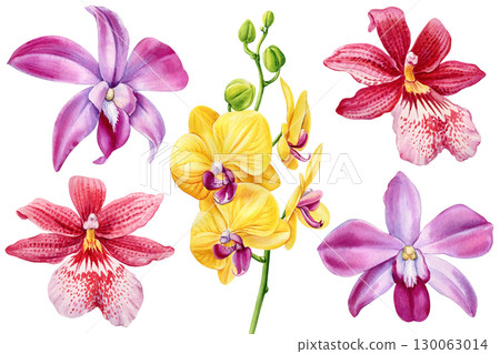 watercolor orchid floral set with yellow phalaenopsis pink purple exotic flowers botanical tropical illustration for design decor 130063014
