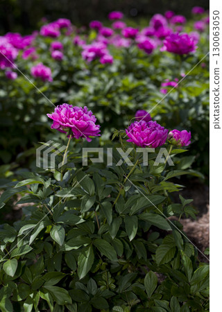 Reddish-purple peony flowers are blooming in the peony garden. 130063050