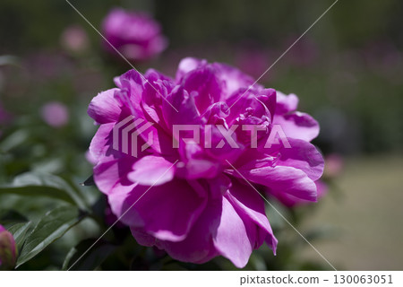 Reddish-purple peony flowers are blooming in the peony garden. Reddish-purple peony flowers are blooming in the peony garden. 130063051