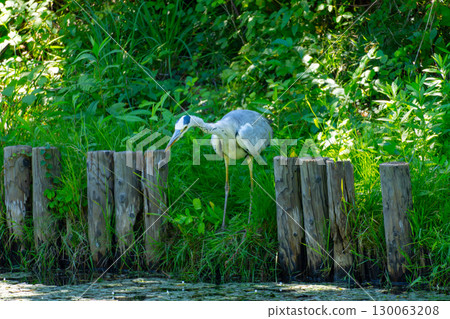 A grey heron targets fish in a pond 130063208