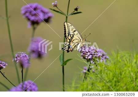 Swallowtail butterfly and purple verbena 130063209