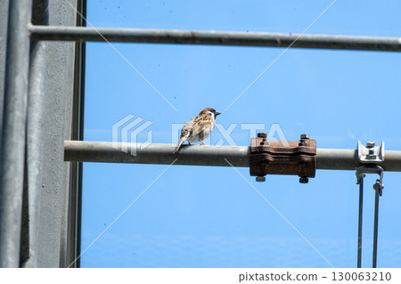 A sparrow invaded the greenhouse 130063210