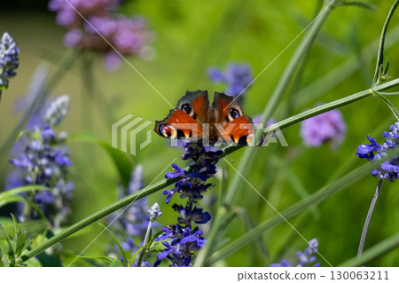 The beautiful wings of the peacock butterfly (Nymphalidae) 130063211
