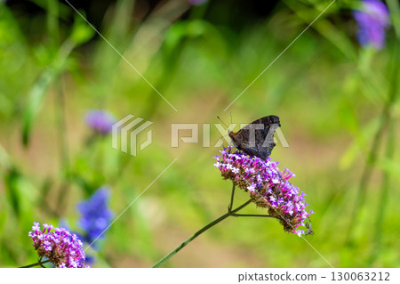 馬鞭草和海軍上將蝴蝶 130063212