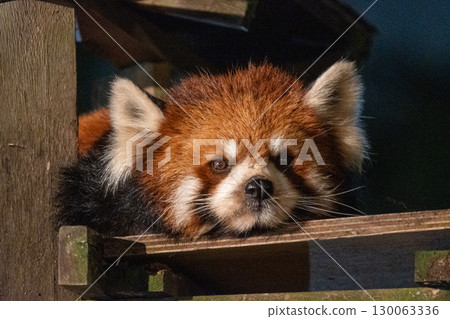 動物園裡燈光璀璨的小熊貓 130063336