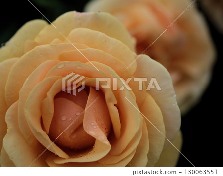 A beautiful yellow rose, "Starchaser," blooms in May after the rain. A beautiful yellow rose, "Starchaser," blooms in May after the rain. 130063551