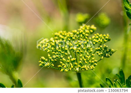 初夏的陽光與歐芹花 130063794