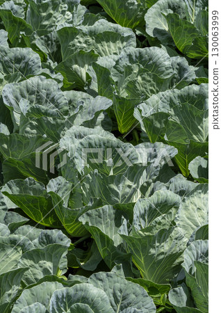 Cabbage field at Tsumagoi village in Gunma prefecture 130063999