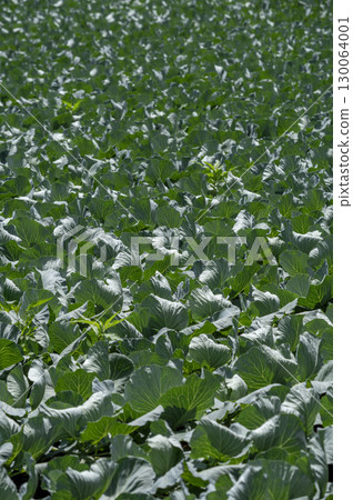 Cabbage field at Tsumagoi village in Gunma prefecture 130064001