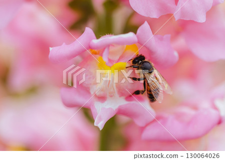 Antirrhinum Snapshot Sonnet Flowers in Australia 130064026