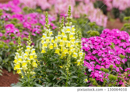 Dianthus Jolt Flowers in Australia 130064038