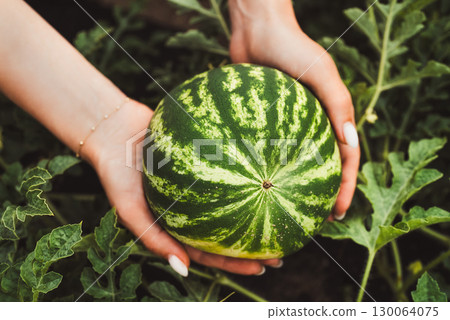 Woman holding fresh ripe watermelon in hands outdoors with green foliage 130064075