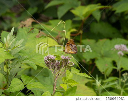 Ura Gin Sui Hyoumon Ura Gin Sui Hyoumon 130064081