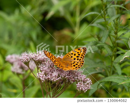 Ura Gin Sui Hyoumon 130064082